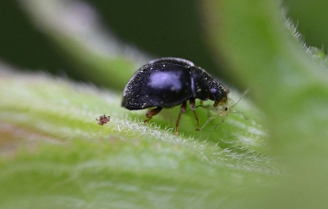 Stethorus pusillus - atkász bödice