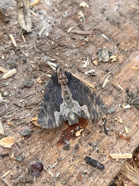 Dypterygia scabriuscula - szurokbarna nyáribagoly