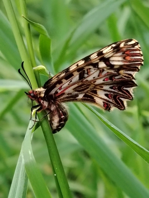 Zerynthia polyxena - farkasalmalepke