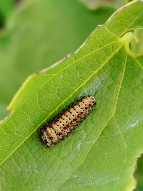Zerynthia polyxena - farkasalmalepke