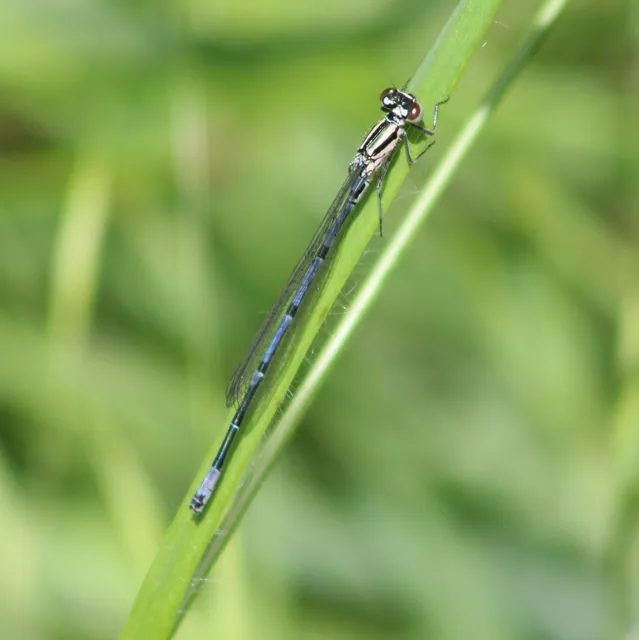Coenagrion puella - azúrkék légivadász