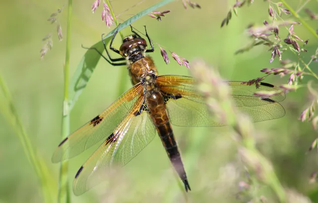 Libellula quadrimaculata - négyfoltos laposacsa