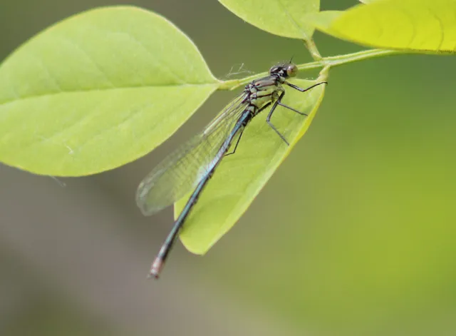 Erythromma najas - nagy pirosszemű-légivadász
