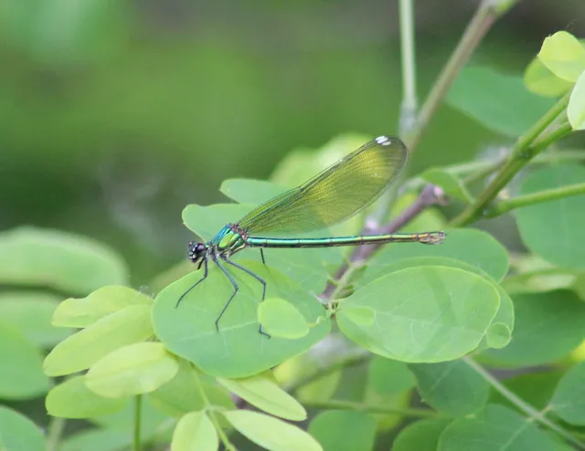 Calopteryx splendens - sávos szitakötő