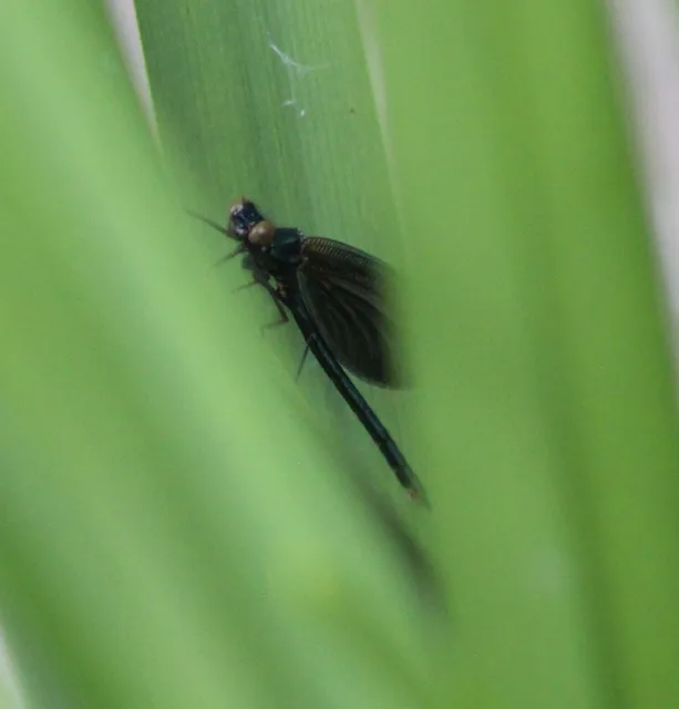 Calopteryx virgo - kisasszony-szitakötő