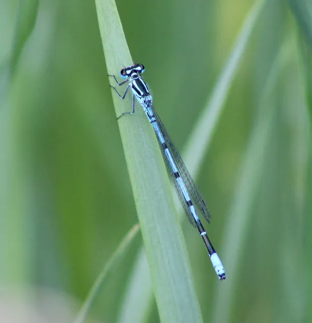 Coenagrion puella - azúrkék légivadász