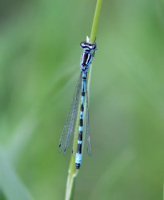 Coenagrion ornatum - díszes légivadász