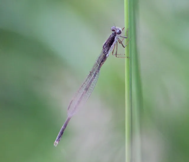 Sympecma fusca - téli rablószitakötő