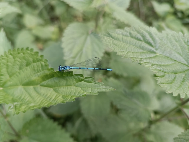 Coenagrion puella - azúrkék légivadász