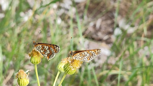 Melitaea cinxia - réti tarkalepke