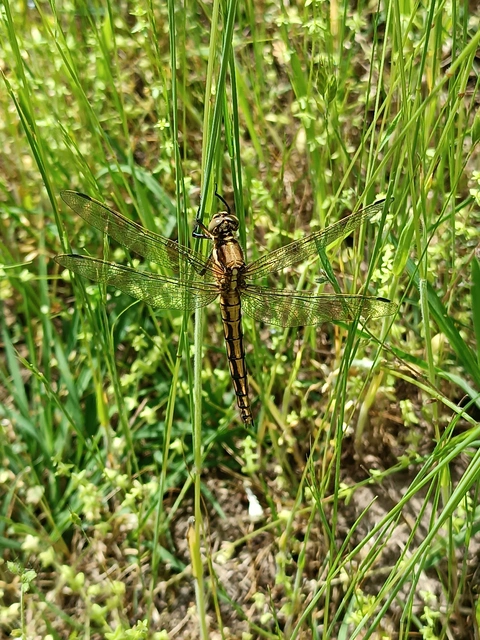 Orthetrum cancellatum - feketefarkú pásztorszitakötő