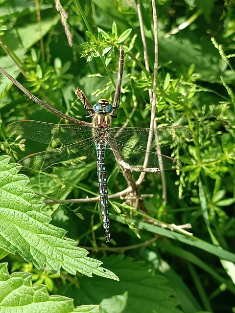 Brachytron pratense - szőrös karcsúacsa