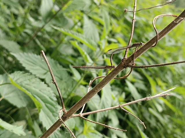 Sympecma fusca - téli rablószitakötő