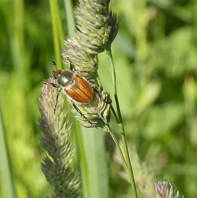 Chaetopteroplia segetum - rozsszipoly