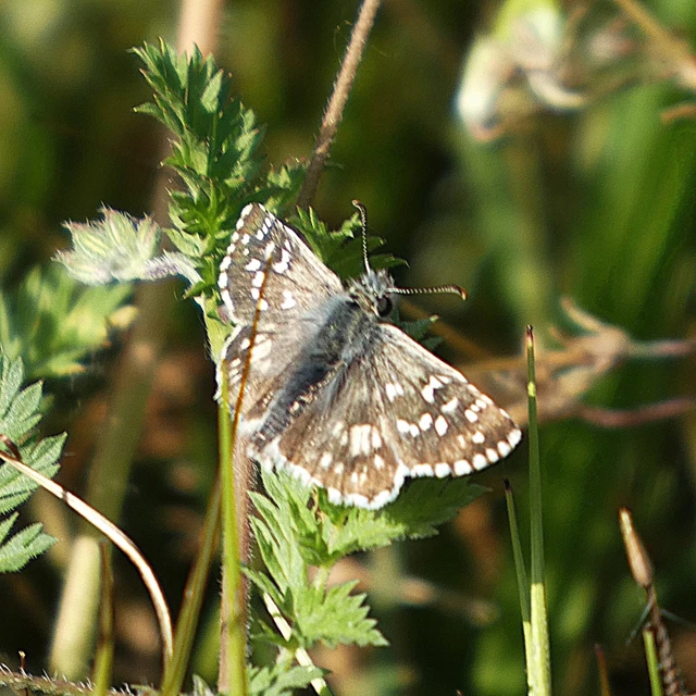 Pyrgus armoricanus - feles busalepke