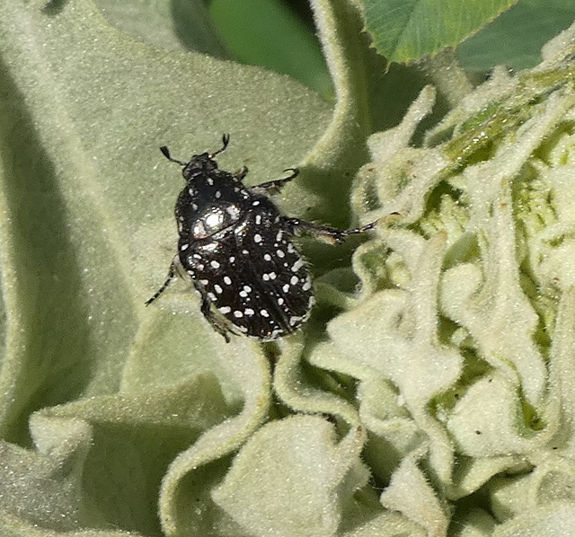 Oxythyrea funesta - sokpettyes virágbogár