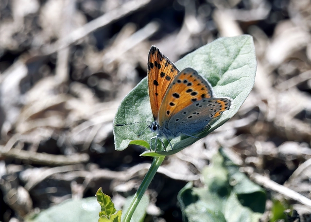 Lycaena thersamon - kis tűzlepke