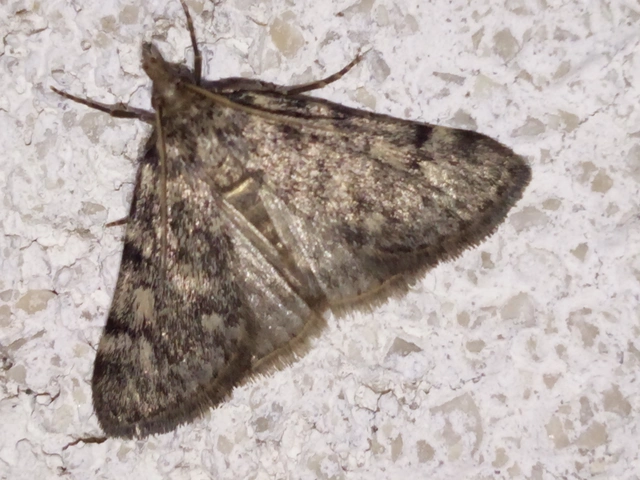 Aglossa pinguinalis - zsiradékmoly
