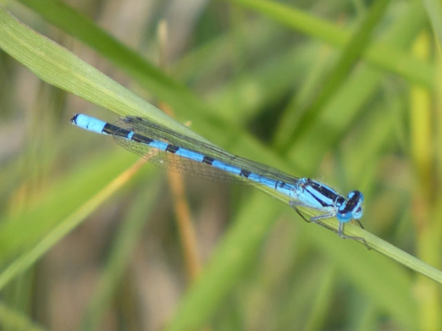 Enallagma cyathigerum - kéksávos légivadász