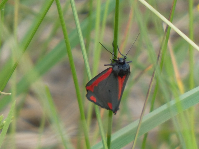 Tyria jacobaeae - jakabfű-medvelepke