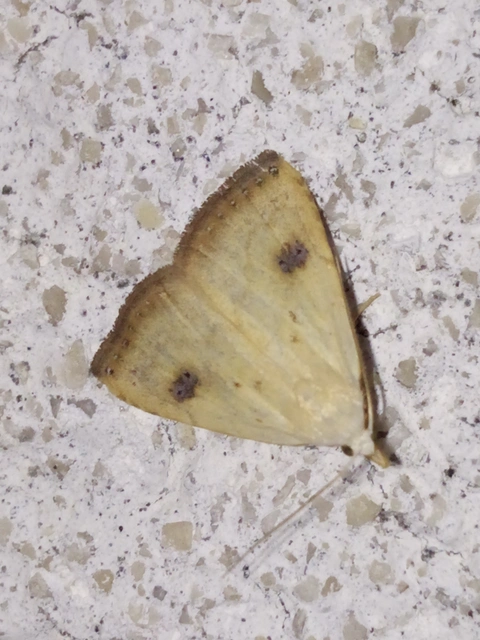 Rivula sericealis - selymes lórombagoly