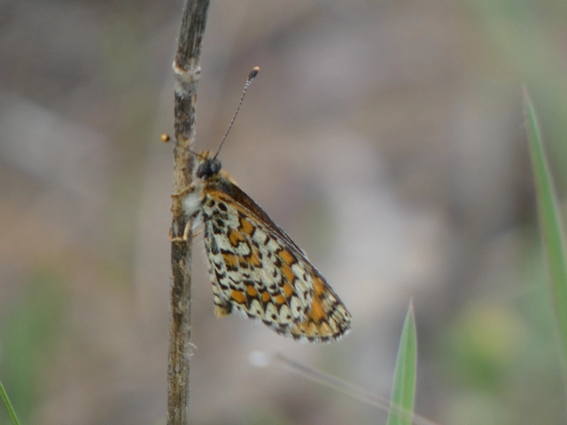 Melitaea trivia - kis tarkalepke