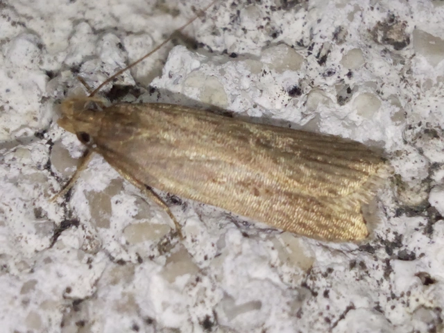 Helcystogramma triannulella - szuláksodró lápimoly