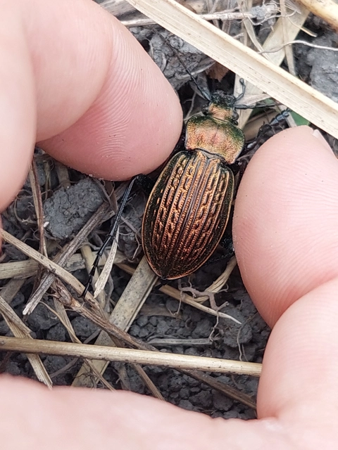 Carabus ulrichii - rezes futrinka Carabus ulrichii - rezes futrinka