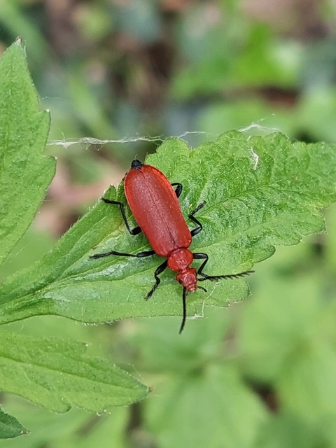 Pyrochroa serraticornis - közép-bíborbogár