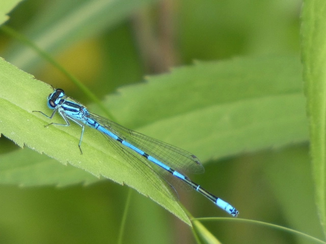 Coenagrion puella - azúrkék légivadász