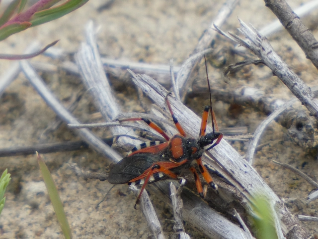 Rhynocoris iracundus - közönséges gyilkospoloska