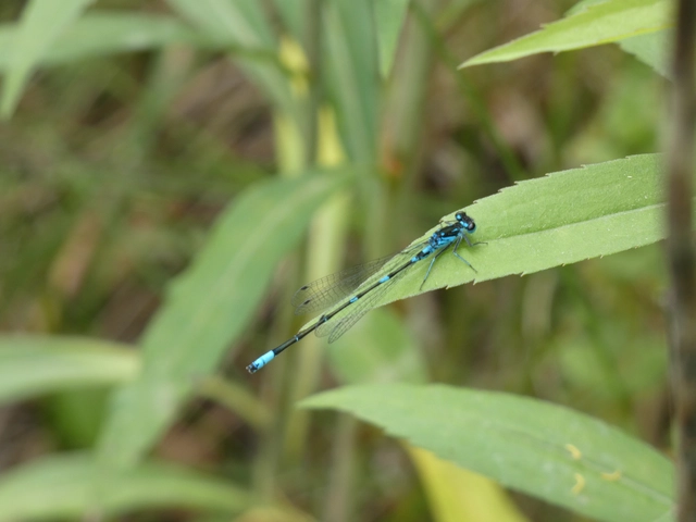 Coenagrion pulchellum - karcsú légivadász