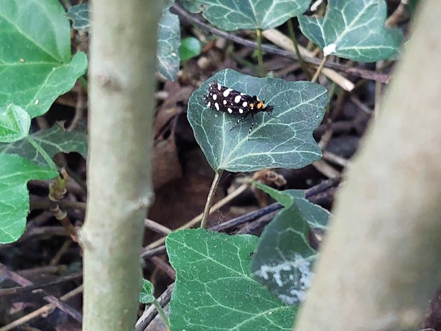Euplocamus anthracinalis - fésűscsápú korhadékmoly