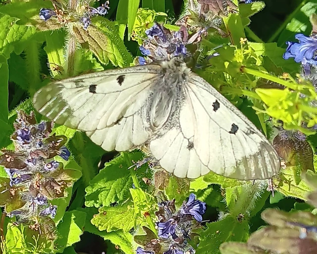 Parnassius mnemosyne - kis apollólepke