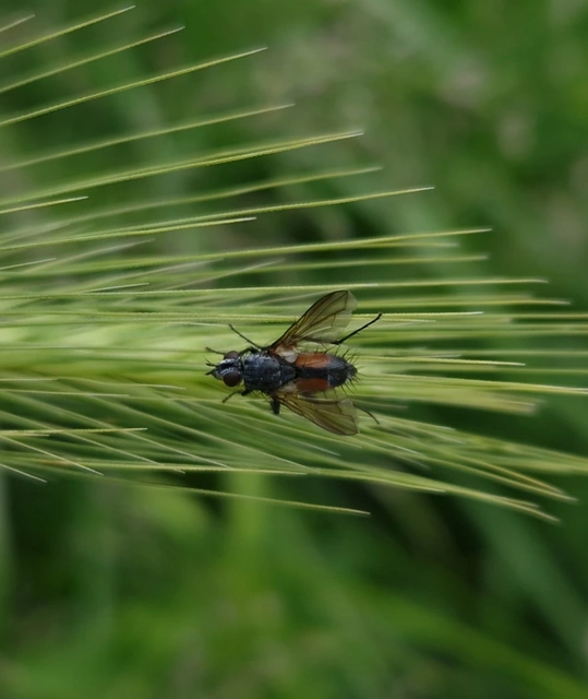 Tachinidae - fürkészlegyek