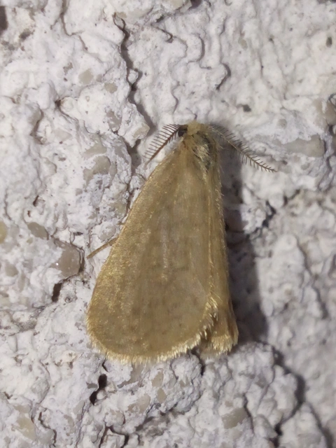 Bijugis bombycella - alkonyati zsákhordólepke
