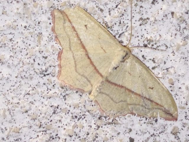 Timandra comae - piroscsíkos csipkésaraszoló