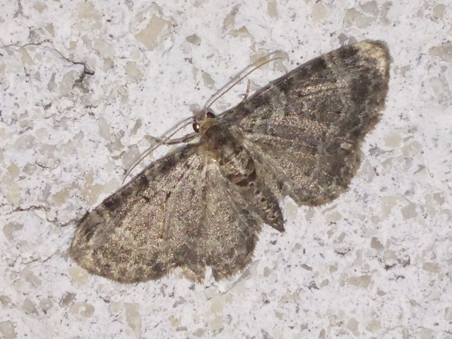 Pasiphila chloerata - hamvas törpearaszoló