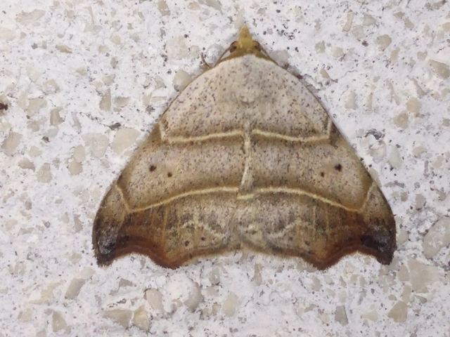 Laspeyria flexula - zuzmóbagoly
