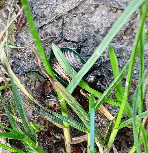 Calosoma inquisitor - kis bábrabló