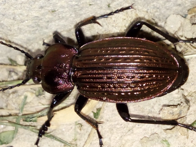 Carabus ulrichii - rezes futrinka Carabus ulrichii - rezes futrinka