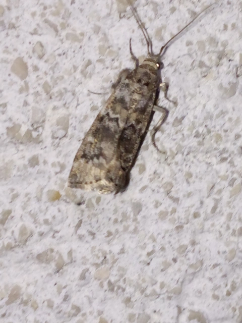 Dioryctria