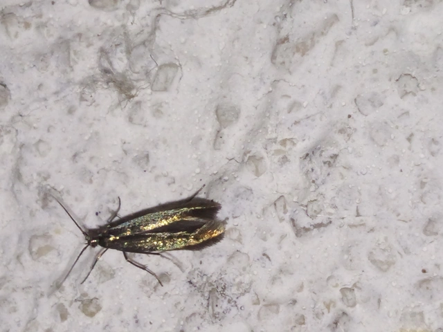 Coleophoridae - zsákhordómolyfélék
