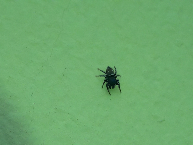 Heliophanus