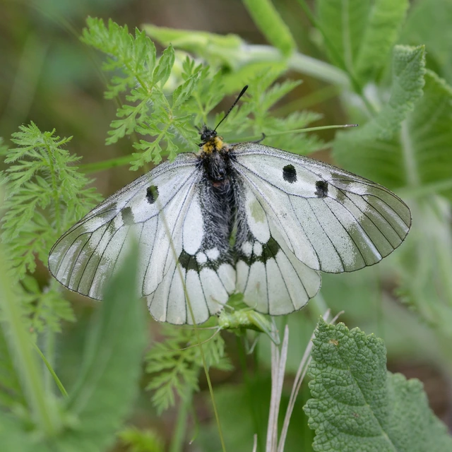 Parnassius mnemosyne - kis apollólepke