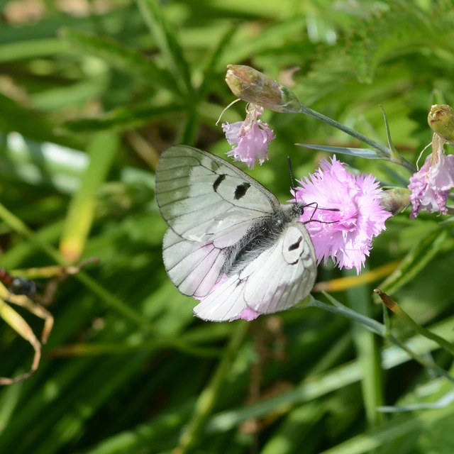 Parnassius mnemosyne - kis apollólepke