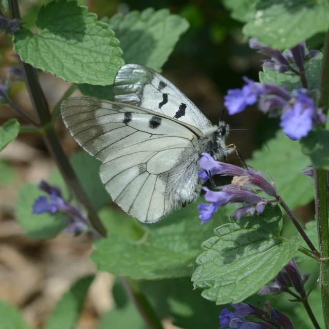 Parnassius mnemosyne - kis apollólepke