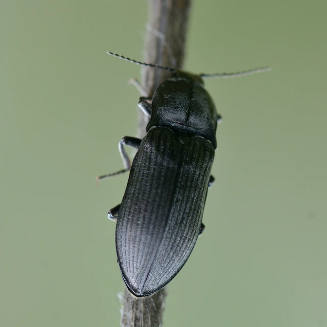 Selatosomus latus - széles pattanó