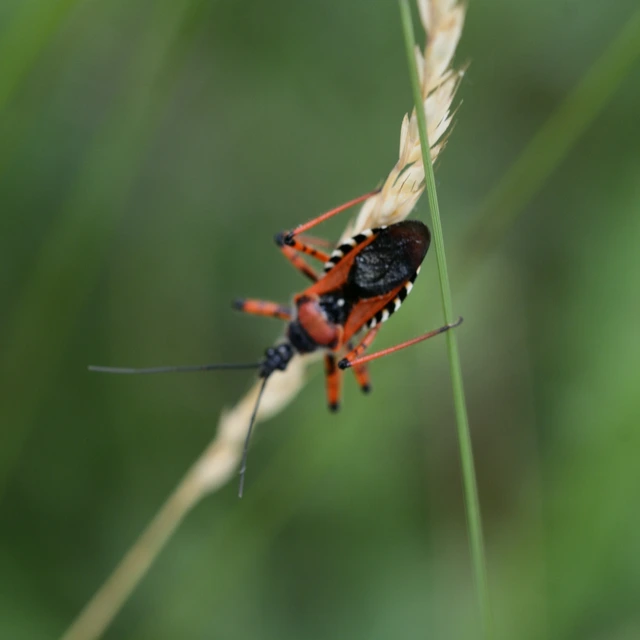 Rhynocoris iracundus - közönséges gyilkospoloska