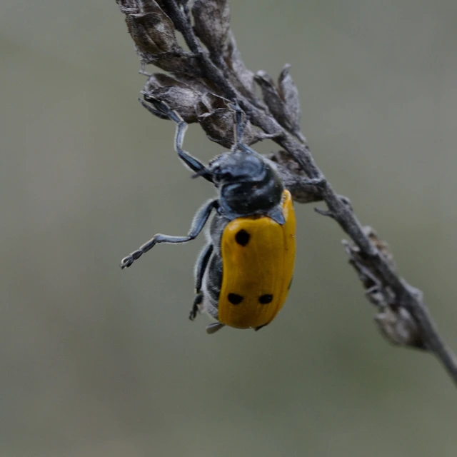 Lachnaia sexpunctata - szőrösnyakú zsákhordóbogár